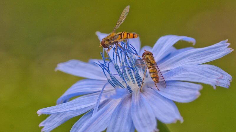 Insekt auf blauer Blüte